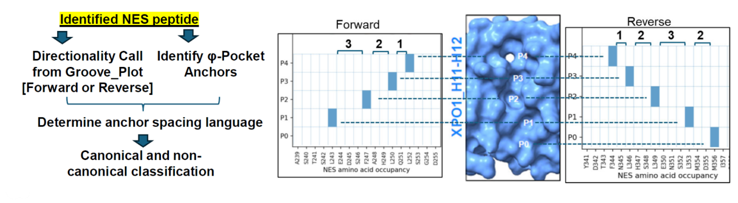 Workflow schematic showing identified NES peptide, directionality call, pocket anchors, and classification into forward or reverse structural classes.