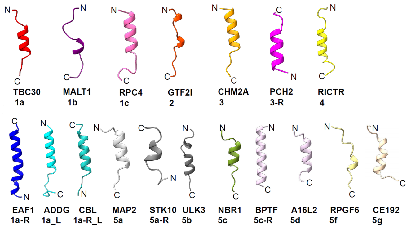 Representative helices illustrating NES classes including 1a, 1b, 1c, 2, 3, 4, and class 5 subclasses.