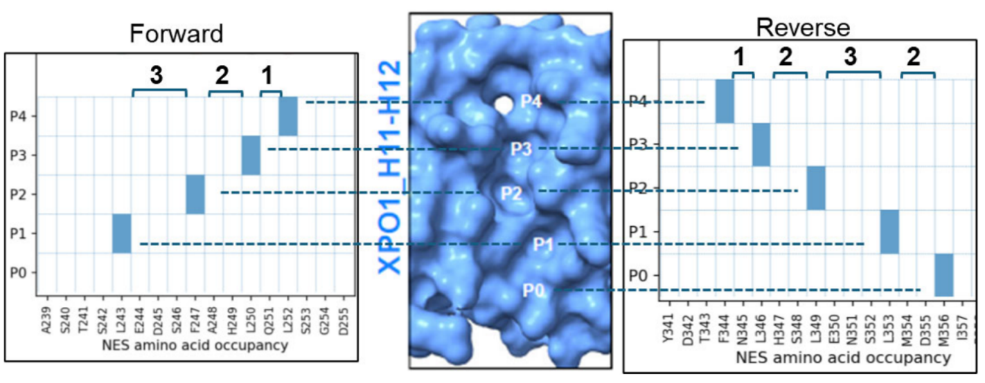 Example groove plot showing forward and reverse orientations alongside a surface view of the XPO1 groove and pocket positions.