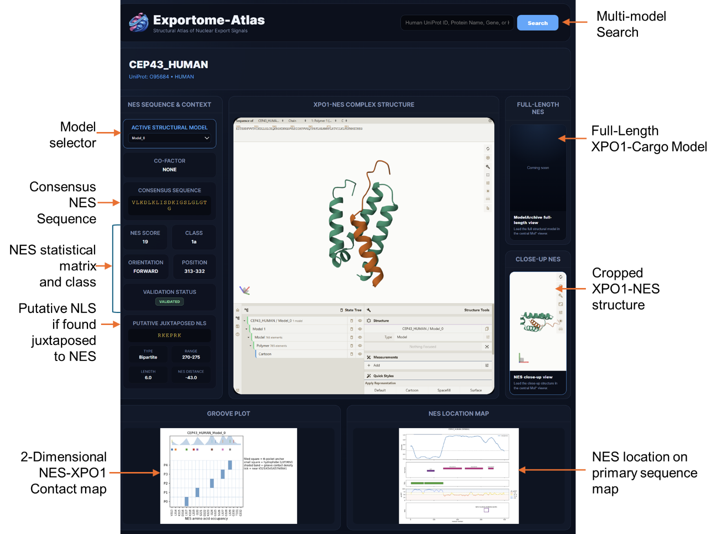 Annotated example of an Exportome-Atlas protein page showing the summary table, 3D viewer, groove plot, and NES plot.